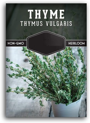 CYBEXIS VXI-53 - German Winter Thymus vulgaris - (1350 Seeds) Seed(1350 per packet)