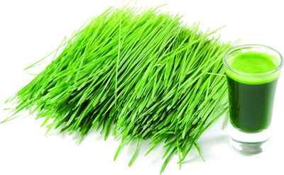 WILLVINE Fiber Cat Grass Seeds - Wheatgrass Microgreens-[10000 Seeds] Seed(10000 per packet)