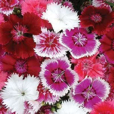 ACCELCROP Dianthus Grenadin Snow White Flower Seed(85 per packet)