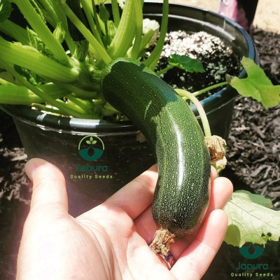 Japura Zucchini Seed(30 per packet)