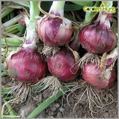 WILLVINE VMR -VII Onion Big (Red Color) Traditional [25g] Seed(15000 per packet)