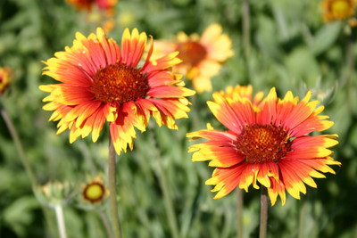 SEEDSSIDE Blanketflower – Indian Perennial Seed(20 per packet)
