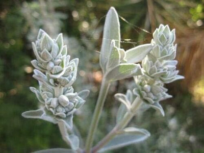 Qualtivate HUA-3A White Sage,Salvia Apiana Seeds Seed(100 per packet)