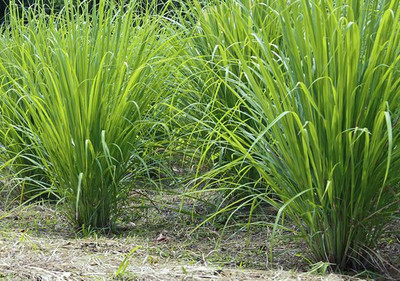 XOLDA Organic lemon grass herb Seed(15 per packet)