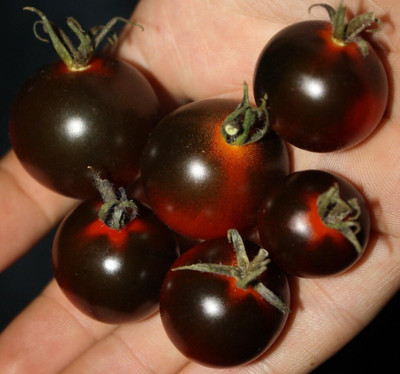Biosnyg Hybrid Cherry Black Tomato Seeds For Kitchen Gardening - (2000 Seeds) Seed(2000 per packet)