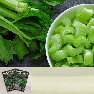 Qualtivate GBPUT-264 Chinese Celery Seeds, Kintsai Seed(500 per packet)