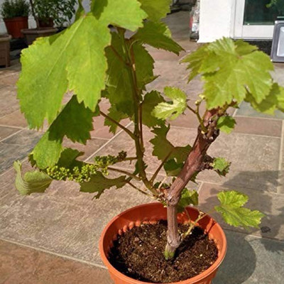 MAA Grapes, Green Grapes Seed(88 per packet)