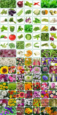 Aero Seeds Combo 45F+45V Seed(90 per packet)