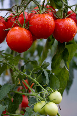 ActrovaX tomato Seed(55 per packet)