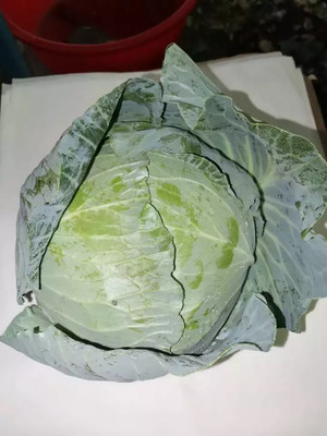 MYLAWN Green Cabbage Seed(50 per packet)