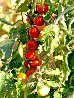 SGPM Collections tomato Seed(145 per packet)