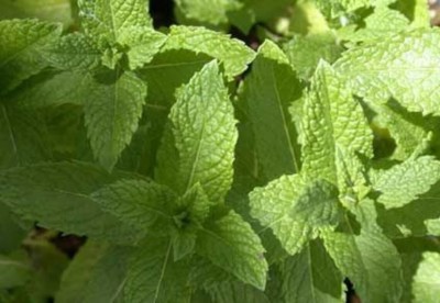 FOURGANIC Organic Mint seeds, non gmo mint Seed(500 per packet)