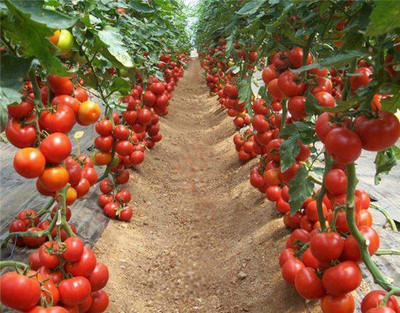 VRAKSHA Tomato High Quality Seed(200 per packet)