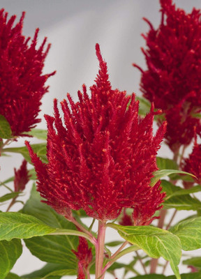 Aywal Celosia Plumose Glorious Mix Seed(80 per packet)