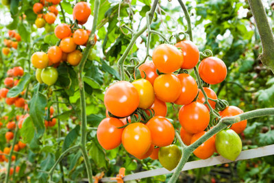 MRCY tomato Seed(100 per packet)