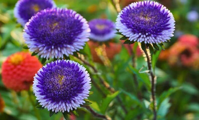 Lorvox Aster Seed(80 per packet)