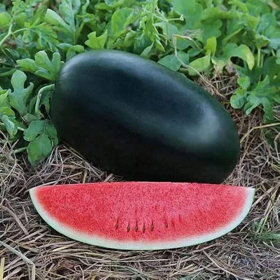 the green dotcom black watermelon seeds for planting/Watermelon seed 78 Seed(78 per packet)