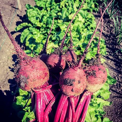 LPR CHUKANDAR,,BEETROOT Seed(300 per packet)