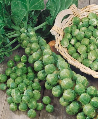 WILLVINE GOI -XIII F1 Hybrid Brussel Sprouts [25g] Seed(7500 per packet)