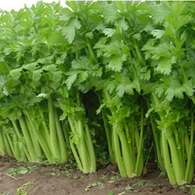 KUSH Coriander Seeds Seed(301 per packet)