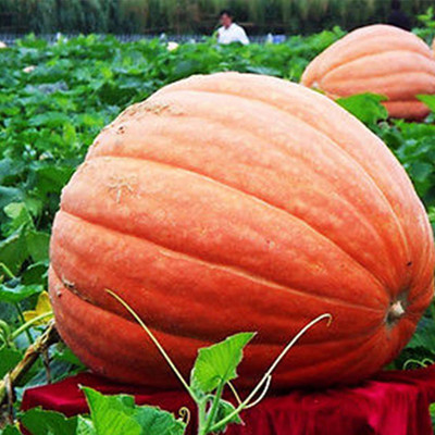 CYBEXIS Plant Food Giant Pumpkin Seeds Moschata Cushaw Cucurbita 400 Seeds Seed(400 per packet)