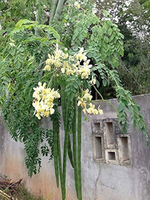 ibains Munaga seeds Seed(106 per packet)