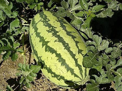 MAA Watermelon, Tarbooz Seed(210 per packet)