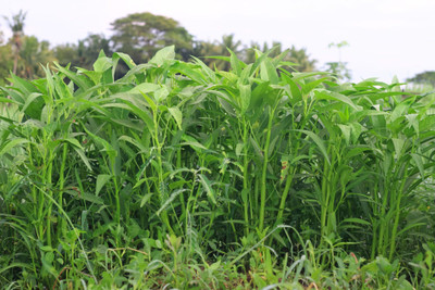 the green dotcom Water Spinach (Kalmi Saag) Seeds For Home Garden Seed(1500 per packet)