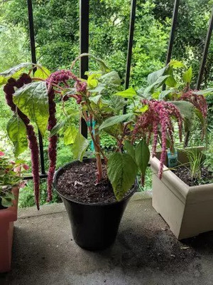 MAA Amaranthus Seed(120 per packet)