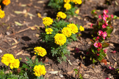 PLANTZON marigold/gende ka phool flower seeds Seed(75 per packet)