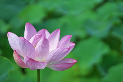 Revaseeds lotus,kamal gatta Seed(14 per packet)