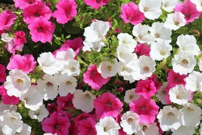 WHADE Petunia double mixed flower Seed(70 per packet)