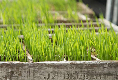 KNESSiN Organic Non-Gmo Non-Hybrid Seeds - Wheatgrass Microgreens Seeds Seed(1000 per packet)