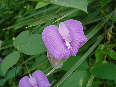 Qualtivate RES-1A Centro Butterfly Pea Seed(200 per packet)