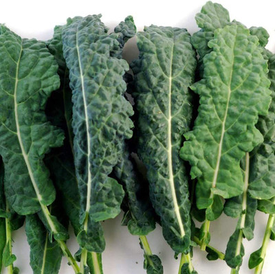 CYBEXIS Fast Germination Savoy Cabbage Seeds2000 Seeds Seed(2000 per packet)