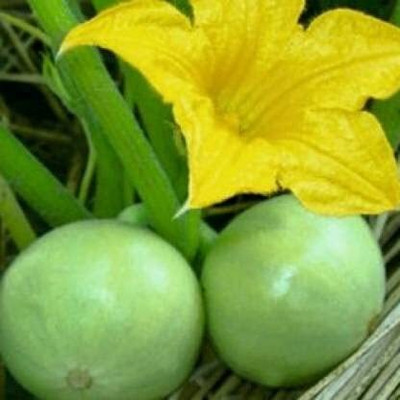 Aywal Tinda Seed(30 per packet)