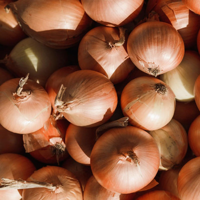 KNESSiN Easy to Grow Large Brown Onion Seeds For Gardening-(2400 Seeds) Seed(2400 per packet)