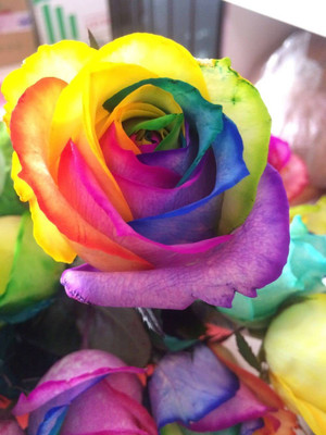 CYBEXIS PAU-79 - Rainbow Rose Flower Bush - (100 Seeds) Seed(100 per packet)