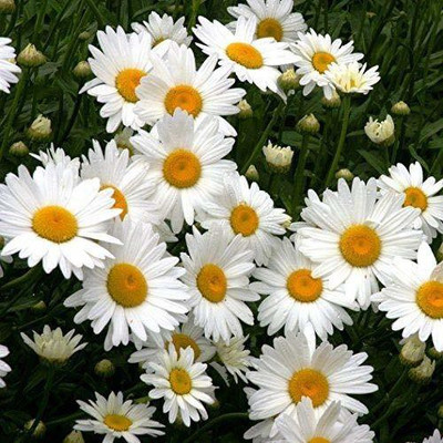 CYBEXIS Daisy Good Germination Single Flower Seeds Seed(50 per packet)