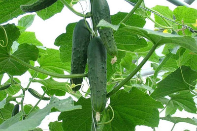 ibains Cucumber seeds Seed(144 per packet)