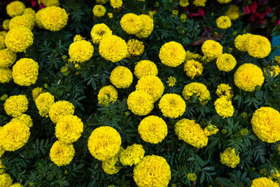 Aam beej marigold/gende ka phool flower seeds Seed(75 per packet)