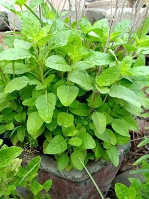 TRICONE RAMA BASIL Seed(700 per packet)