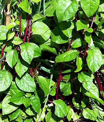 Qualtivate RES-3A Malabar Red Stem Spinach Seeds Seed(50 per packet)