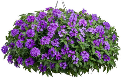 Lorvox trailing verbena Seed(90 per packet)