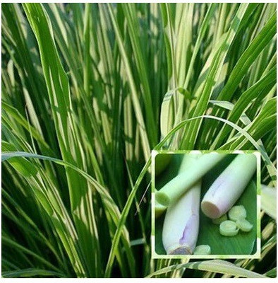 CYBEXIS LX-98 - Lemon Grass Plant - (2250 Seeds) Seed(2250 per packet)