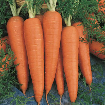 BDSresolve Carrot seeds for planting PACK OF 152 Seed(152 per packet)