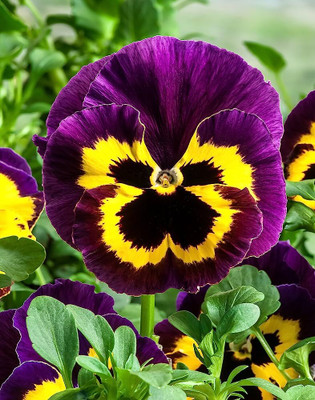 BDSresolve Pansy flower seeds for gardening/Pansy flower seeds 15 Seed(15 per packet)
