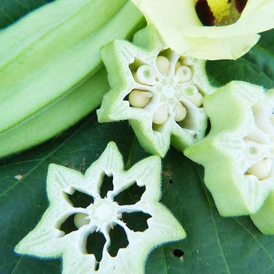 Qualtivate GBPT-3A Hybrid Star of David Okra Seeds Seed(350 per packet)