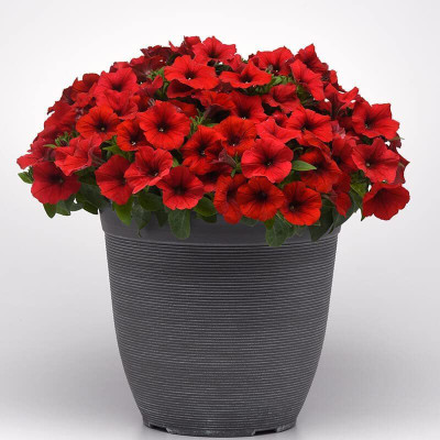 CYBEXIS Petunia Flower Seed Red Velour Blooms Seed(50 per packet)