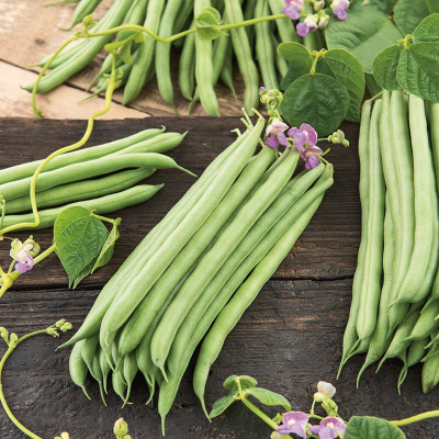 KS TRADERS Organic Climbing French Bean Cobra Seed(1 per packet)